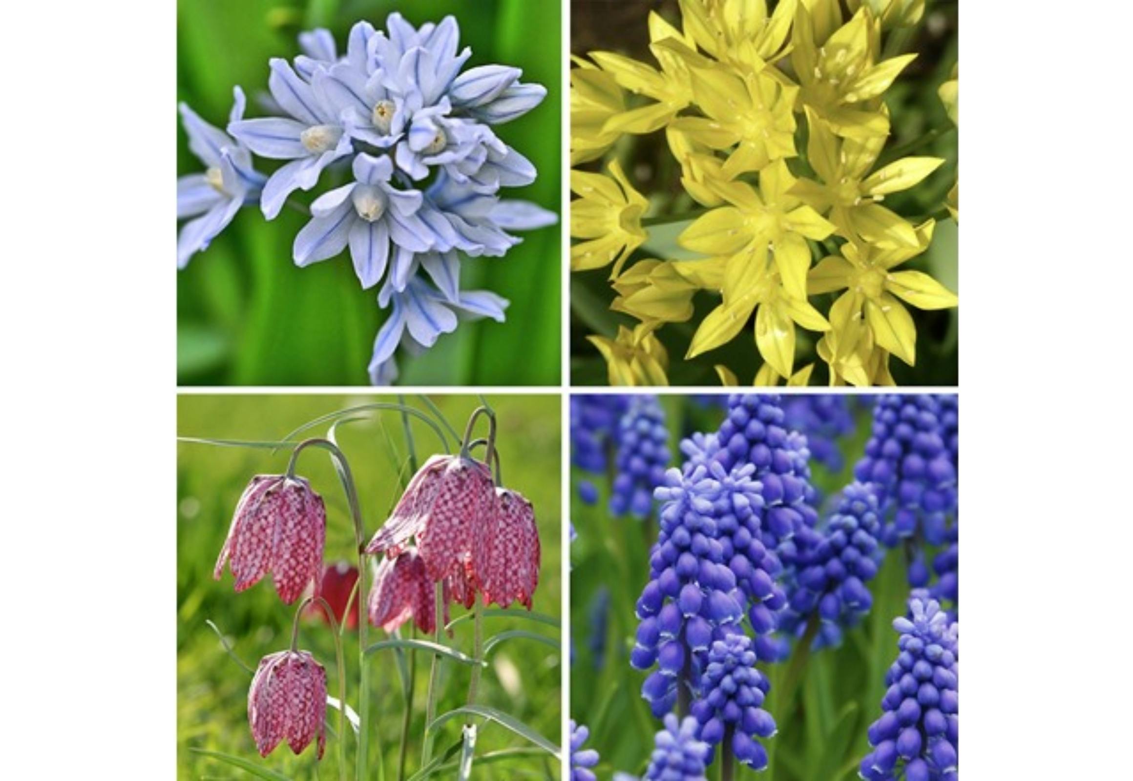 Garden Gems Flower Collection