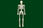 Stock image of the LED Way to Celebrate 5-foot Skeleton