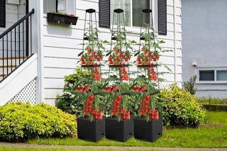plant stands