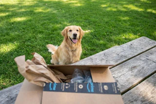 amazon-pet-day-26-2