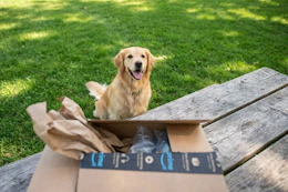 amazon pet deals