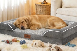 a dog on a large bed