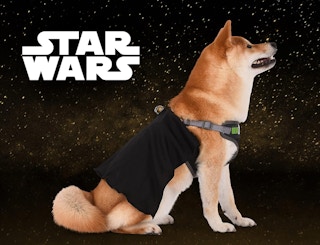 a dog wearing a black cape