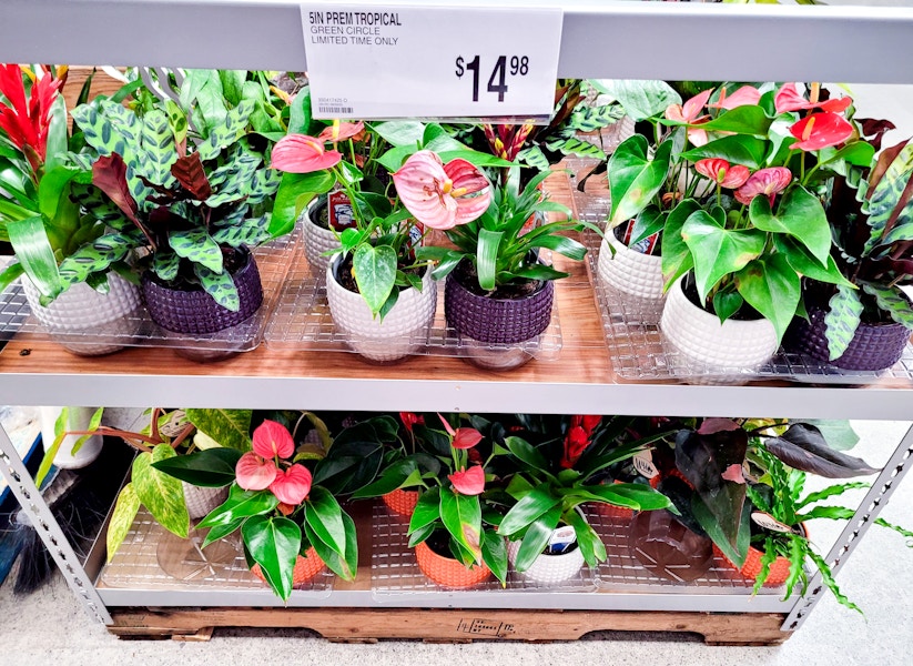 sams-club-plants-6