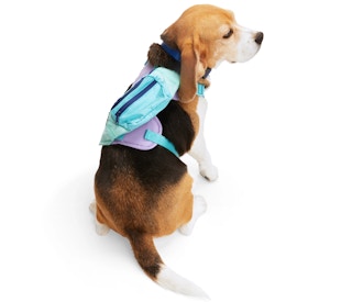 a dog wearing a harness with a fanny pack on it
