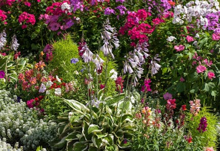 Beautiful Blooms Flower Bulbs