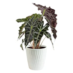 Alocasia Polly House Plant