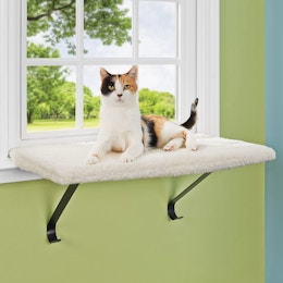 Memory Foam Cat Perch, Only $22 at Petco  card image