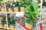 Tropical Indoor Plant in cart at costco