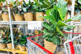 Tropical Indoor Plant in cart at costco