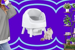 women's sweatshirt, automatic litter box, and plant stand