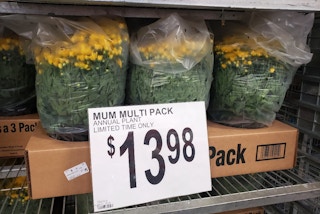 sams club mums multipack 2021 sv 1631281908 1631281908