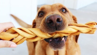 Dog holding a bone