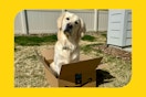 amazon-pet-deals-11