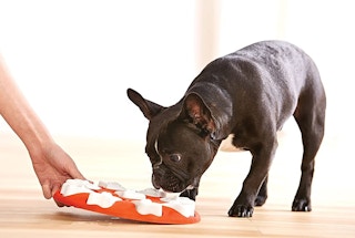 A small dog playing with an Outward Hound easy puzzle toy.