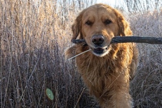 A dog carrying a stick while walking