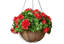 Wicker Park Spring Hanging Basket
