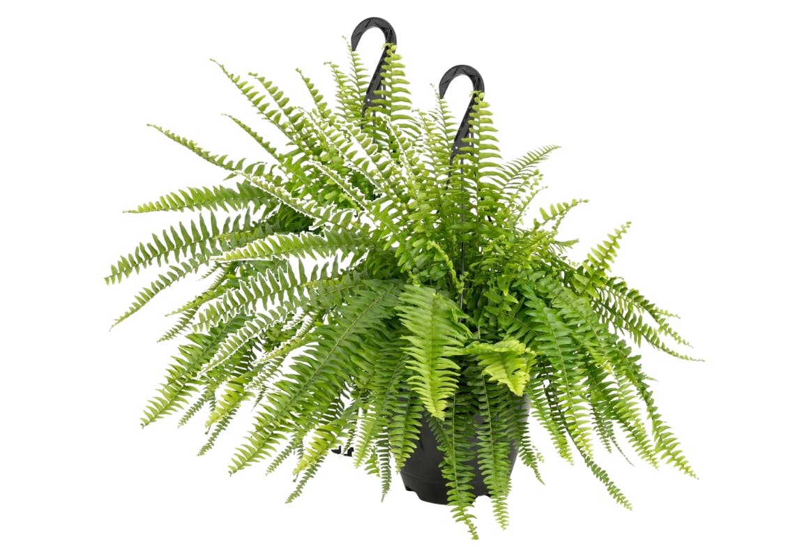 Boston Fern 2-Pack