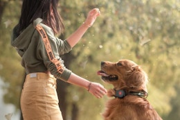 a dog wearing a tracker