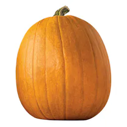 2 Jack-O-Lantern Pumpkins