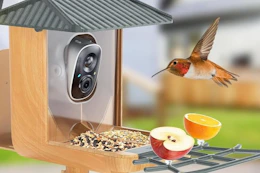 a bird on a bird feeder