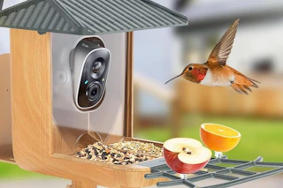 a bird on a bird feeder