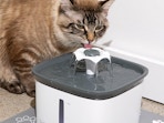 a cat using a water fountain