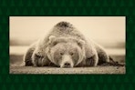 Stock image of the Trademark Fine Art Deep Sleep by Phburchett (canvas print of a sleeping bear)