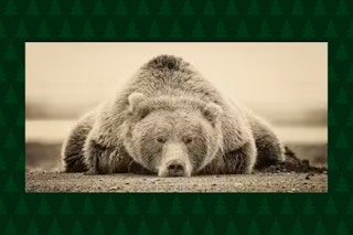 Stock image of the Trademark Fine Art Deep Sleep by Phburchett (canvas print of a sleeping bear)