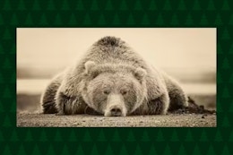 Stock image of the Trademark Fine Art Deep Sleep by Phburchett (canvas print of a sleeping bear)