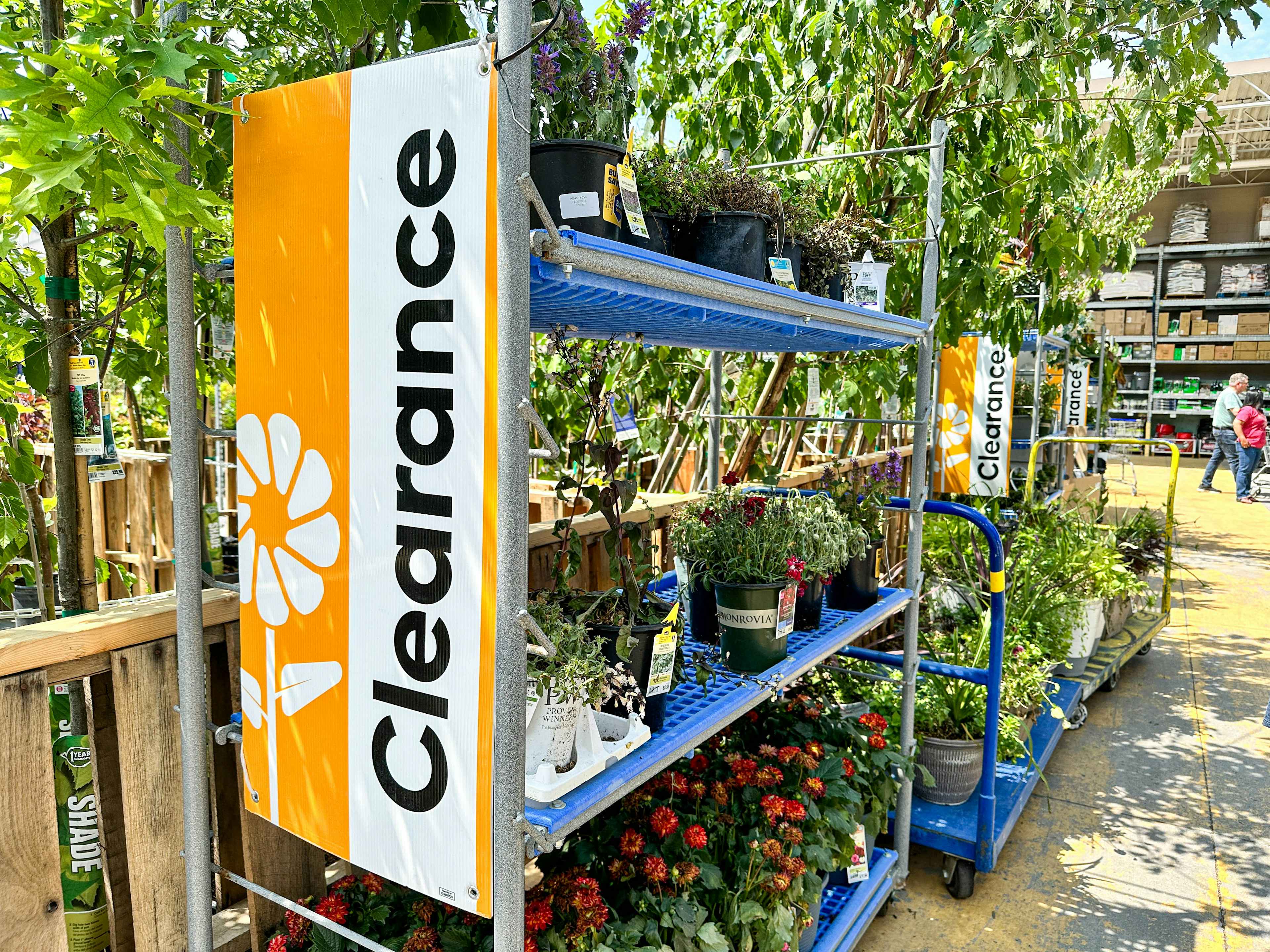 A woman shopping in the garden center plant clearance area