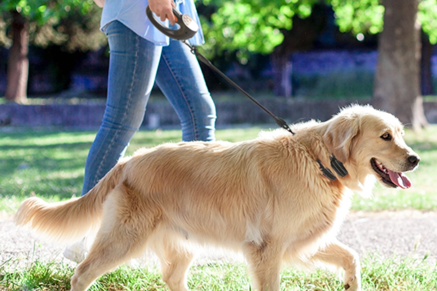 a woman walking her dog