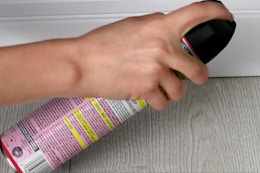 a man spraying raid on a wall