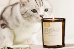 a cat sniffing an aromatherapy candle