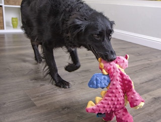 A black dog carrying a dragon toy in the house