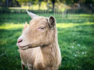 goats 2018 1525898415