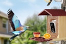 bird feeder