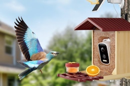 bird feeder