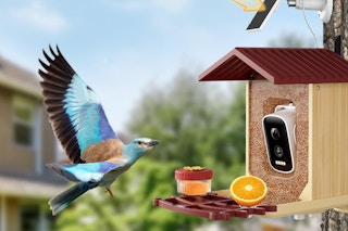 bird feeder