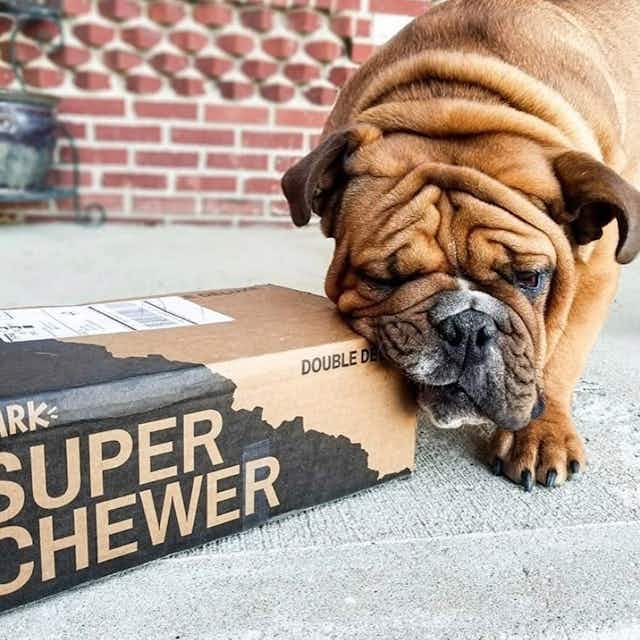 Free Fi Collar + 6-Month GPS Membership With Super Chewer Multi-Month Plans card image