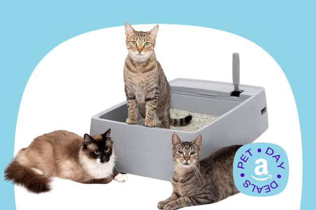 Cat Litter Box Deals, Starting at $30.94 for Amazon Pet Day card image