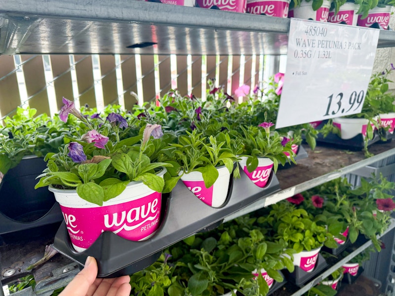 costco-plants-wave-petunia-3-pack