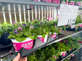 costco-plants-wave-petunia-3-pack