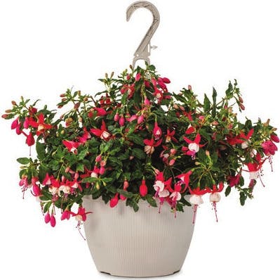 Fuchsia Hanging Basket