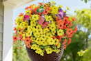 orange yellow flowers in a basket