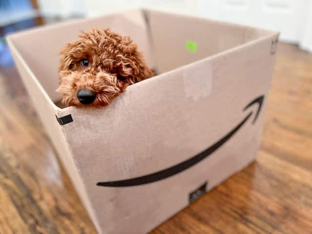 Amazon Pet Day Will Likely Come on May 6, 2024 (Deals Possibly Start at $3) card image