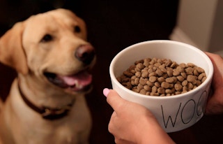 dog eating food