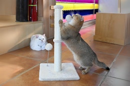 Cat Scratching Post, Just $13.49 on Amazon card image