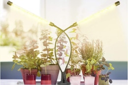 Plant Grow Light, Only $13.59 on Amazon card image