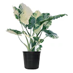 Variegated Alocasia Dawn Plant